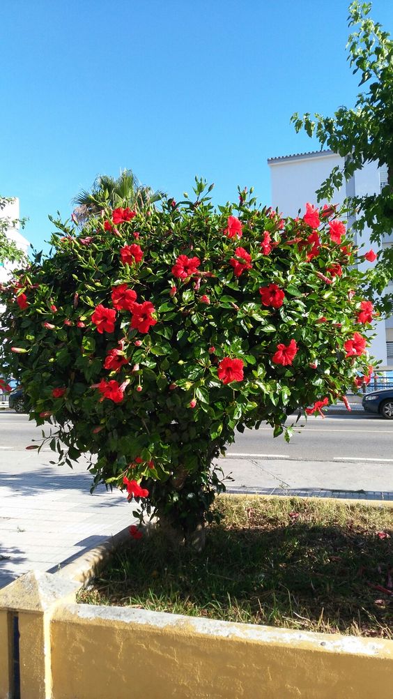 arbusto de hibisco