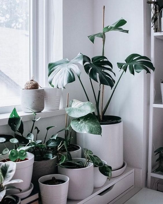 cuidados com plantas no inverno