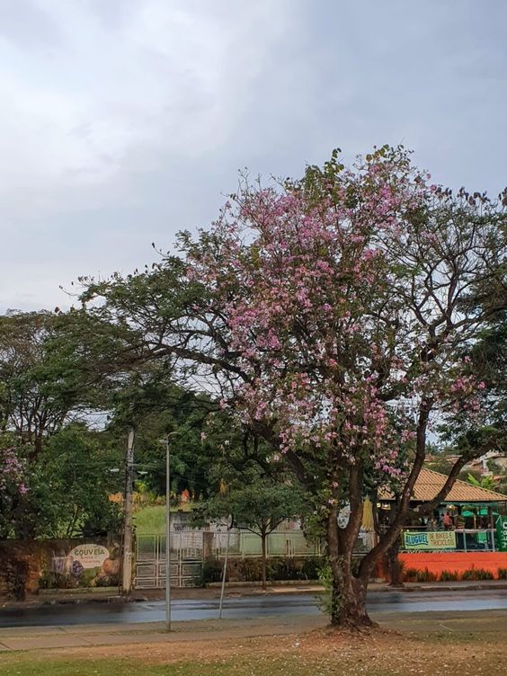 pata de vaca - árvores para espaços urbanos