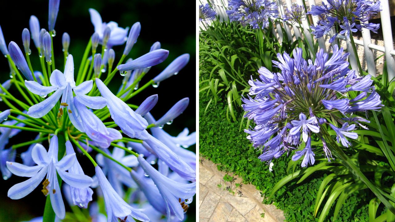 planta agapanthus