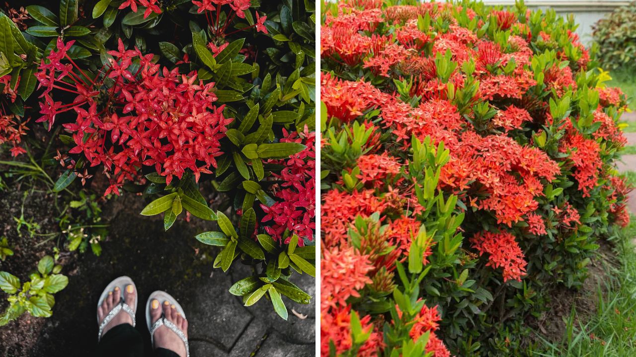 planta ixora