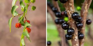 plantar pitangueiras e jabuticabeiras em casa