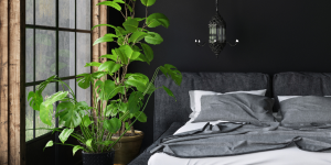 Plantas para colocar no quarto