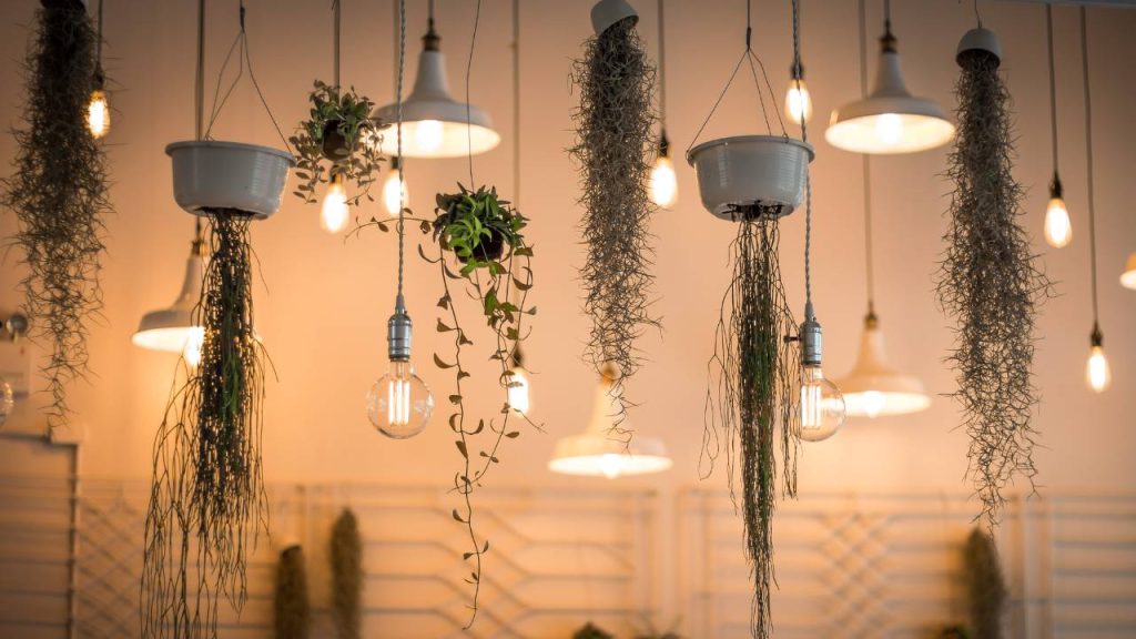 plantas pendentes com luminárias