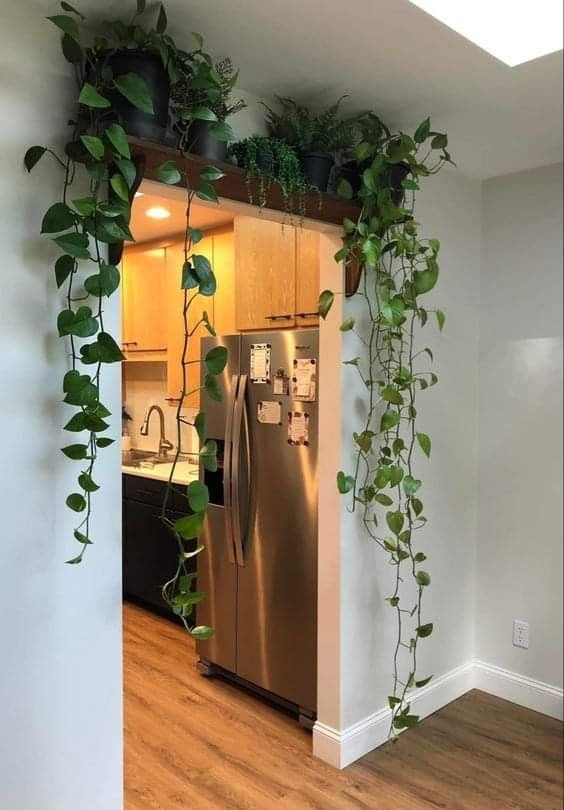 plantas suspensas sobre a porta