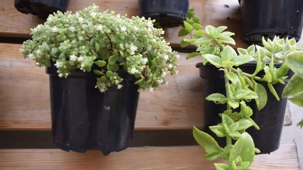 vaso de plástico para planta