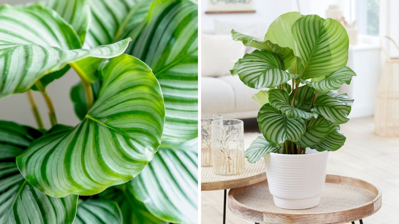 Calathea Orbifolia