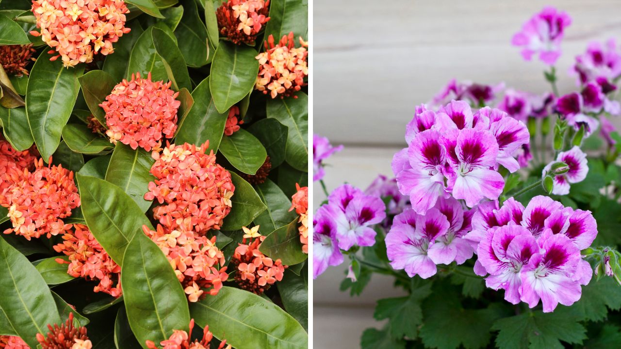 Ixora e gerânio: flores que colorem e impressionam