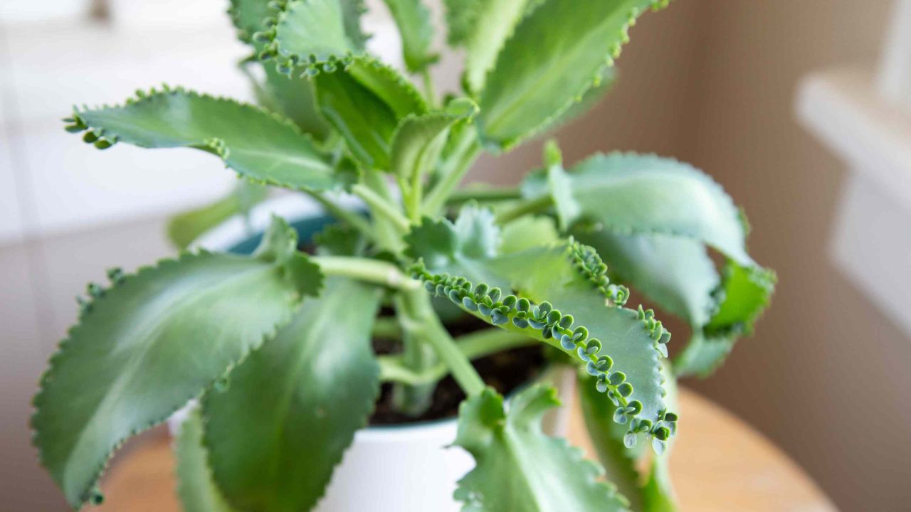 Kalanchoe daigremontiana