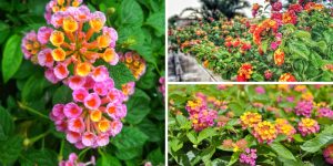 Lantana: O Guia Definitivo para Cultivar a Flor que Atrai Borboletas