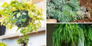 Plantas à prova de erro 7 espécies que crescem sozinhas