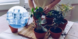 Plantas morrendo no calor Truque da pedra de gelo salva em 24h