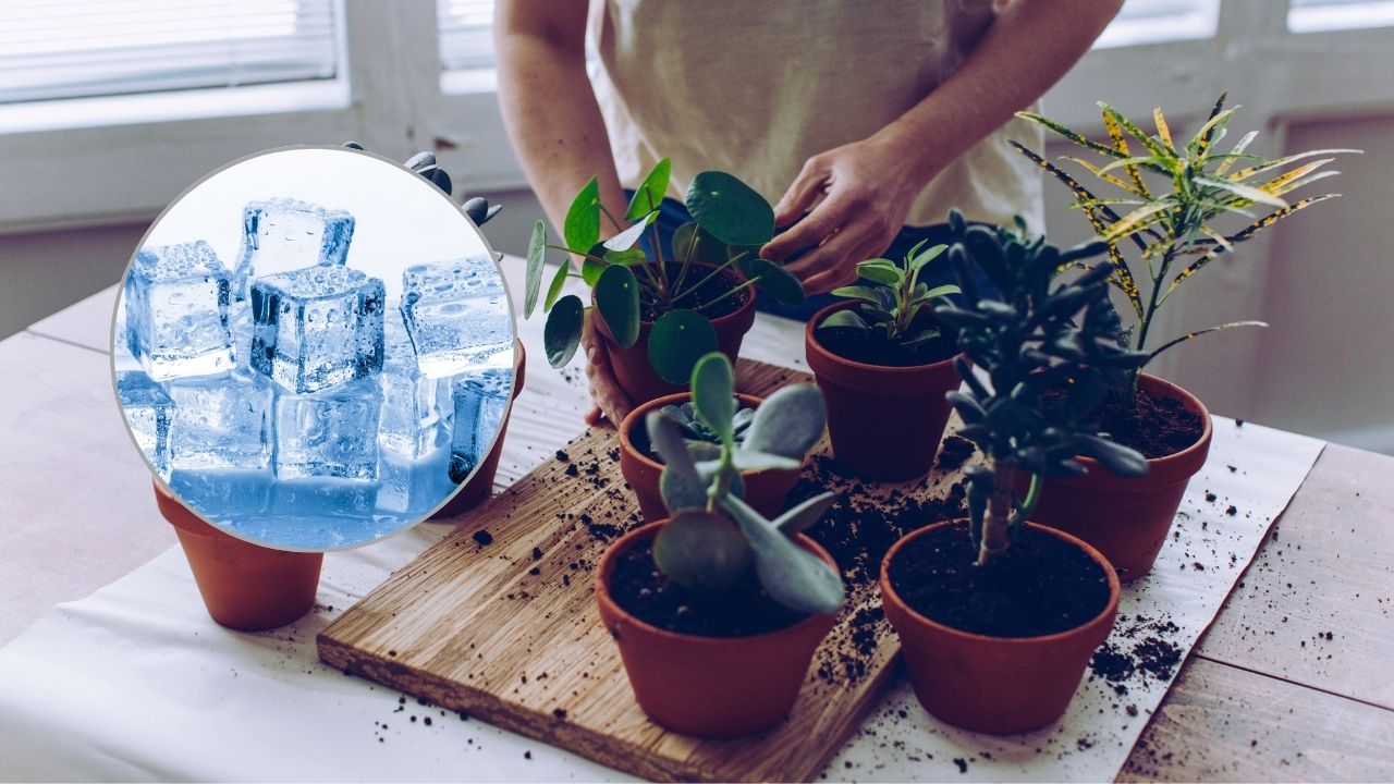 Plantas morrendo no calor Truque da pedra de gelo salva em 24h