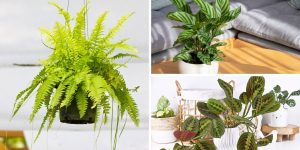 Plantas que Prosperam em Ambientes Úmidos