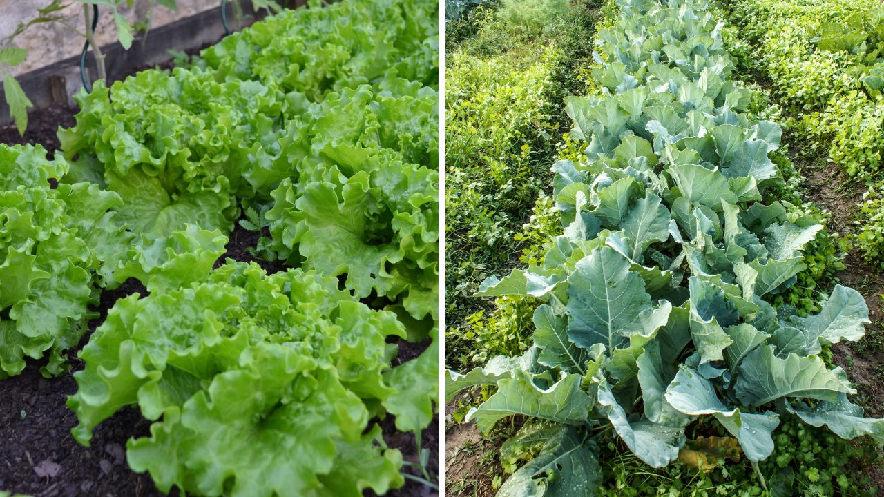 alface e couve para cultivo em dezembro