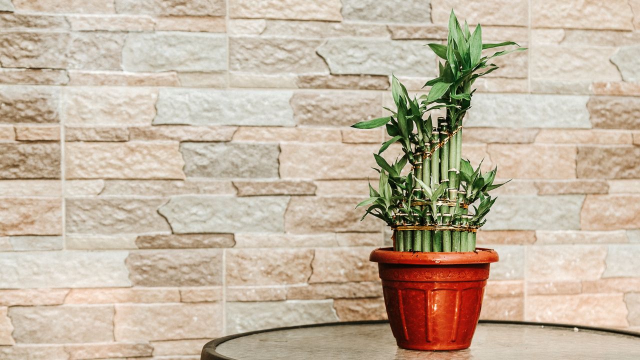 bambu da sorte cultivado em vaso