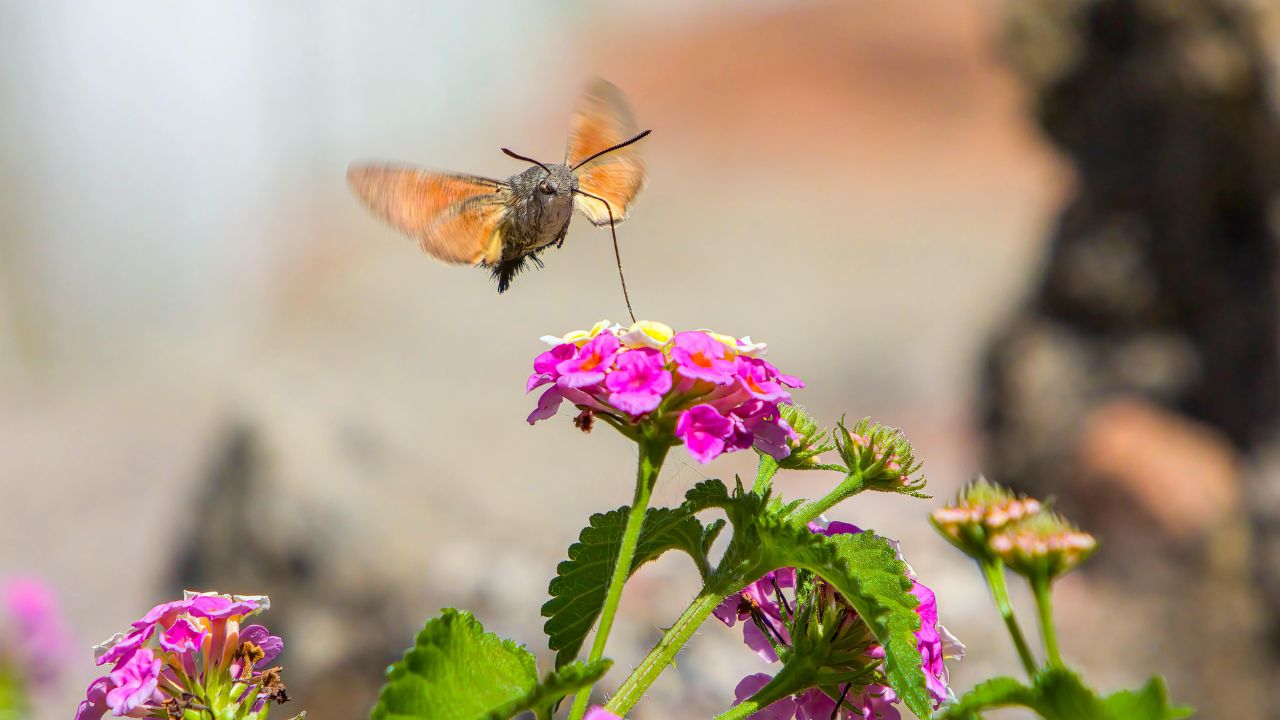 beija-flor em lantana