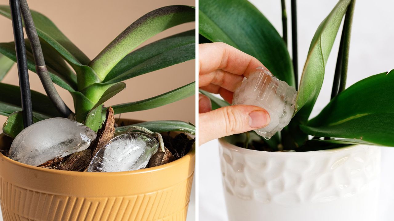 cubos de gelo em vasos de plantas