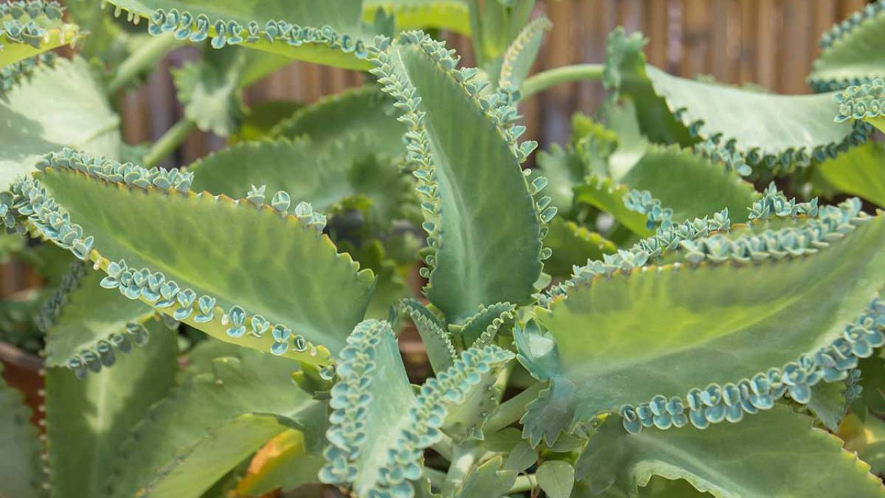 cuidado com planta mãe de milhares