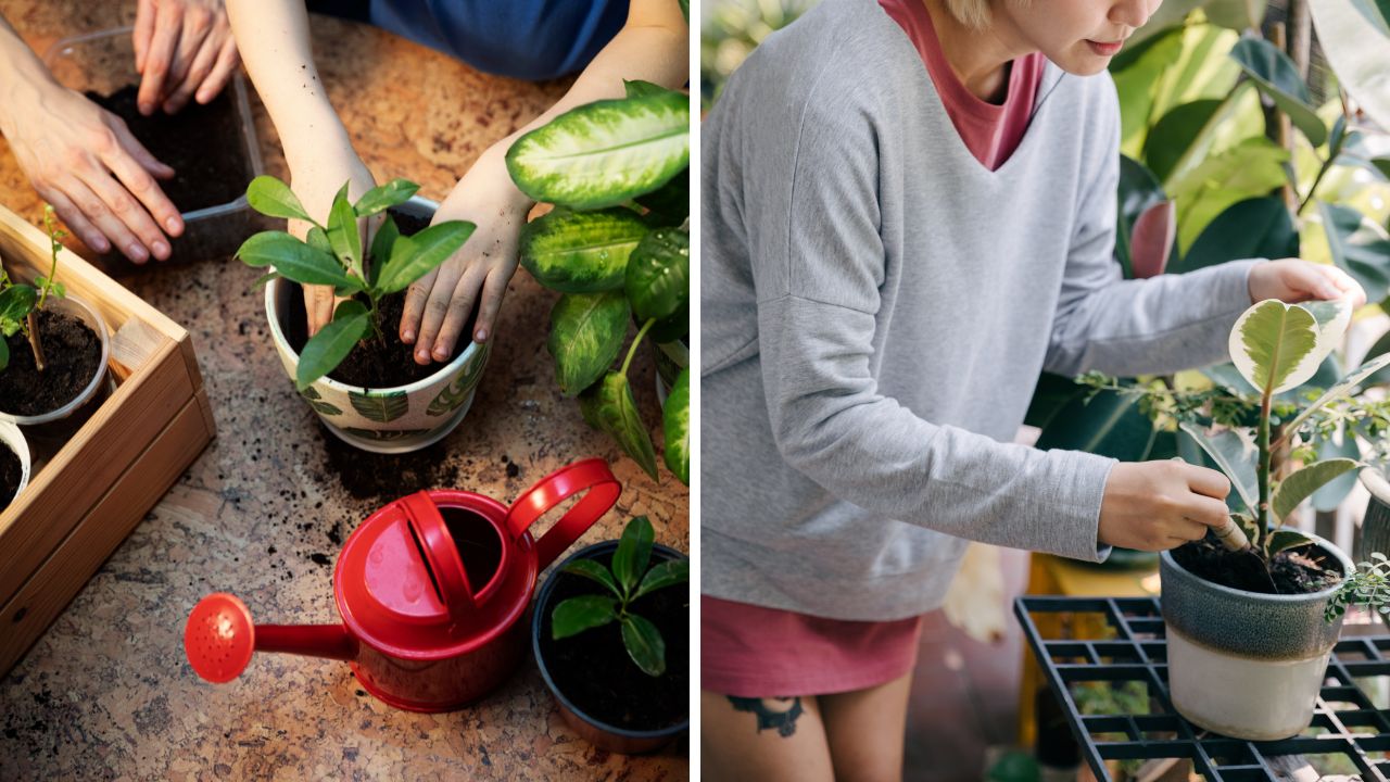 cuidado com plantas