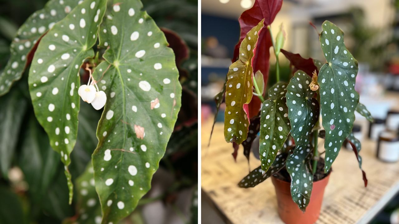 cuidados com begônia maculata