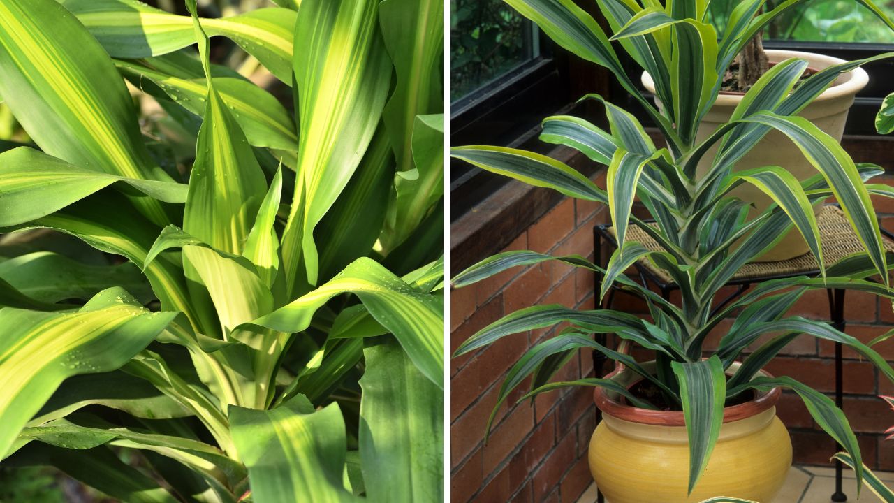 dracena para home office