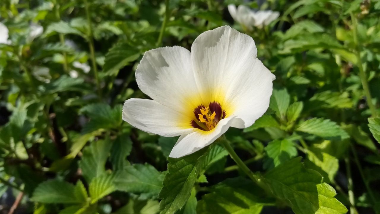 flor da planta chanana