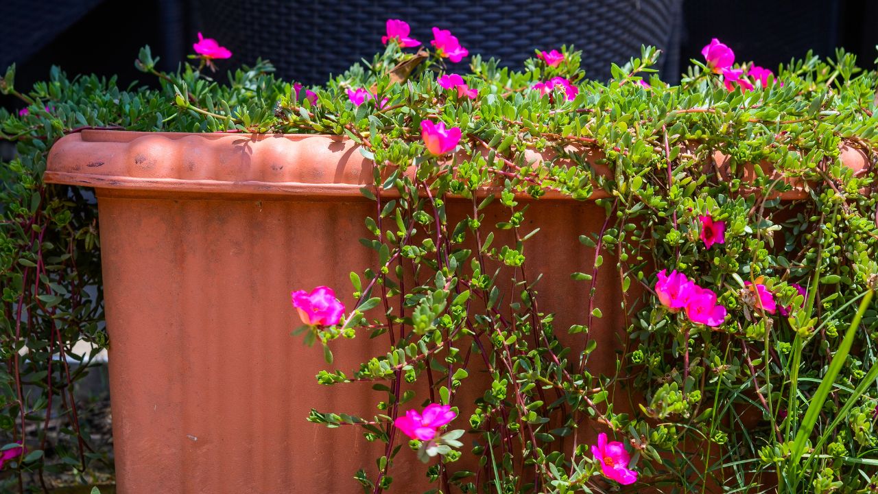 flor das onze em vaso grande