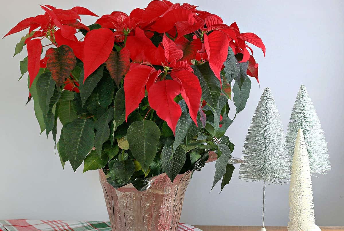 flor de natal em vaso