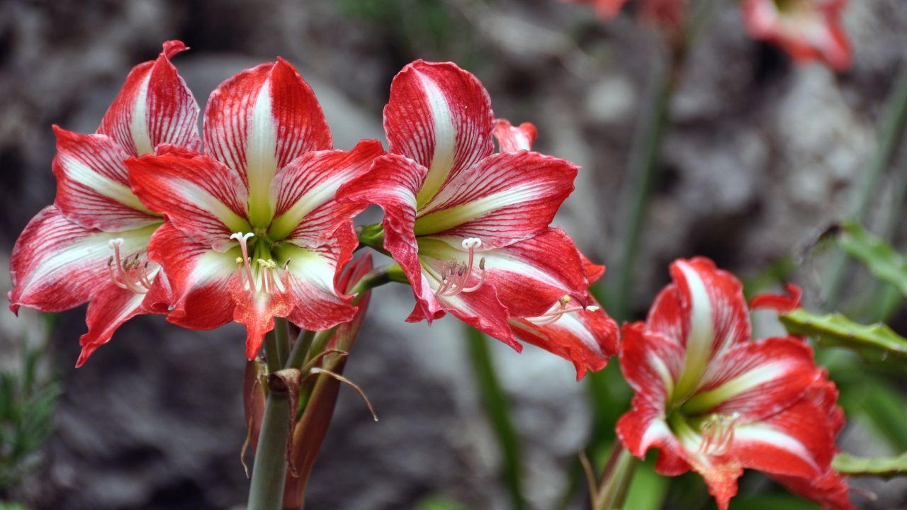 flores de amarílis