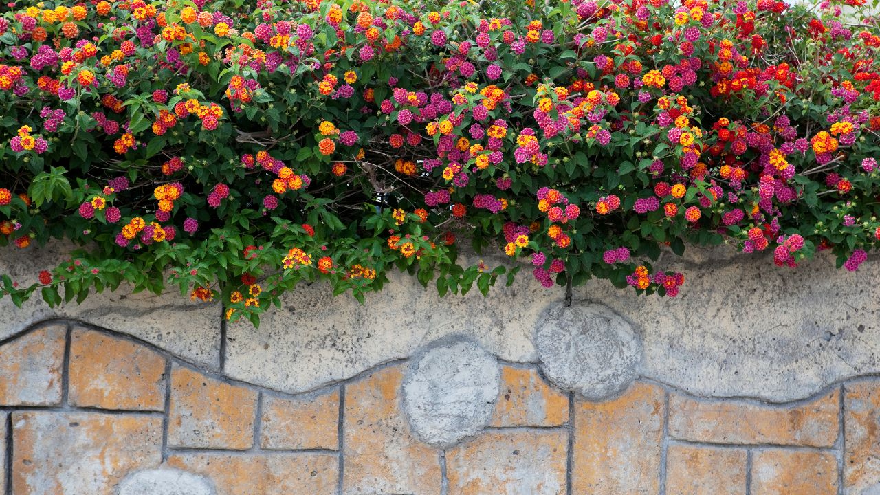 flores de lantana em muro