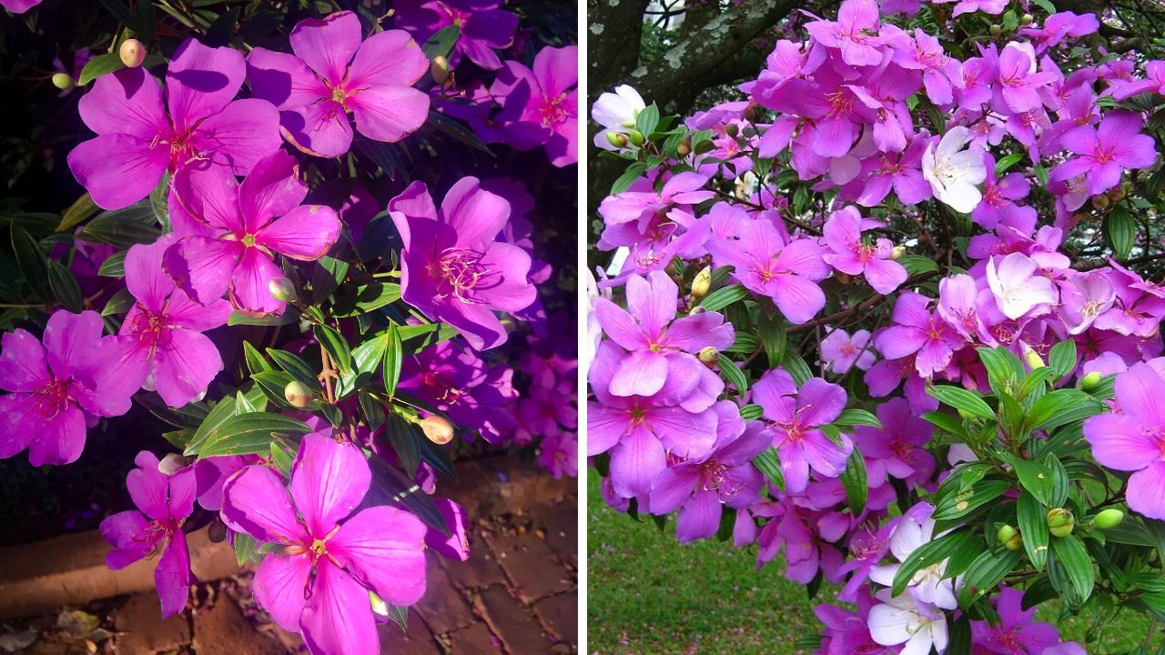 flores de manacá-da-serra