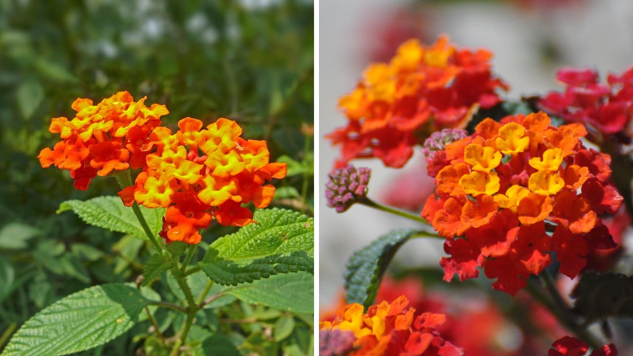 flores lantana de cor laranja