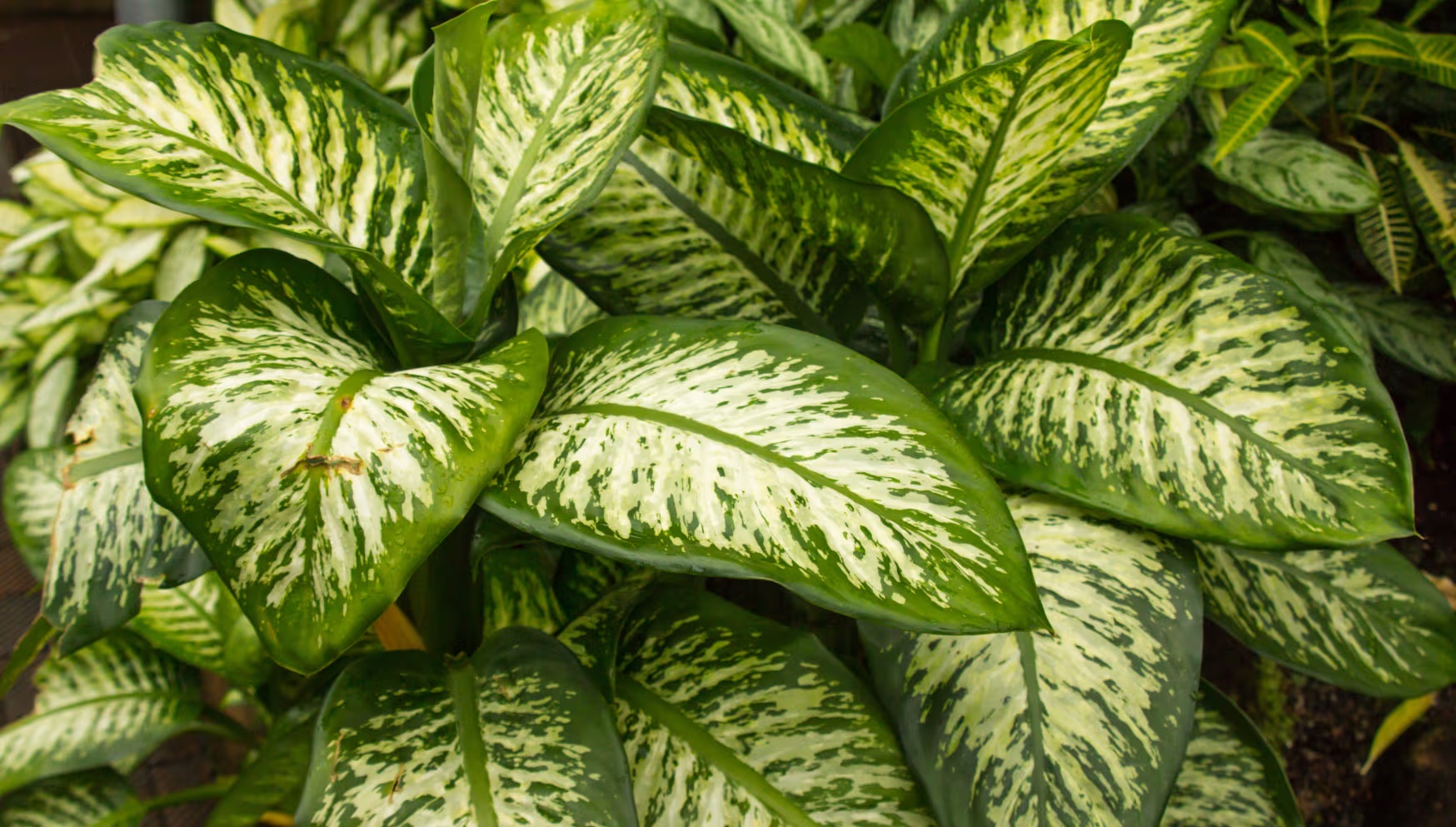 folhas da planta comigo-ninguém-pode