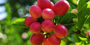 fruta do milagre (synsepalum dulcificum)