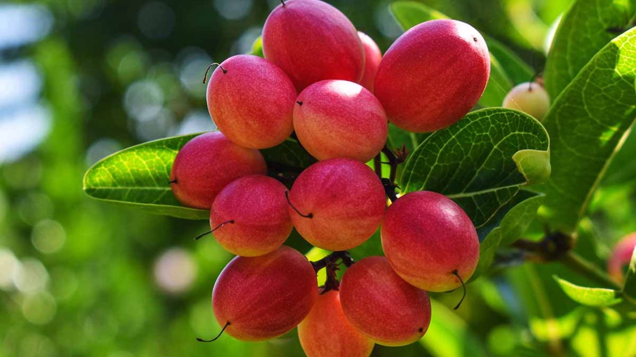 fruta do milagre (synsepalum dulcificum)