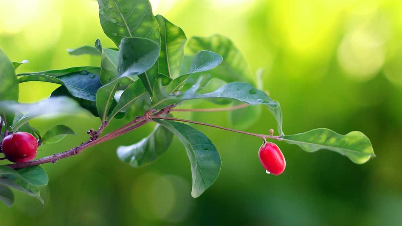 galho de planta fruta do milagre