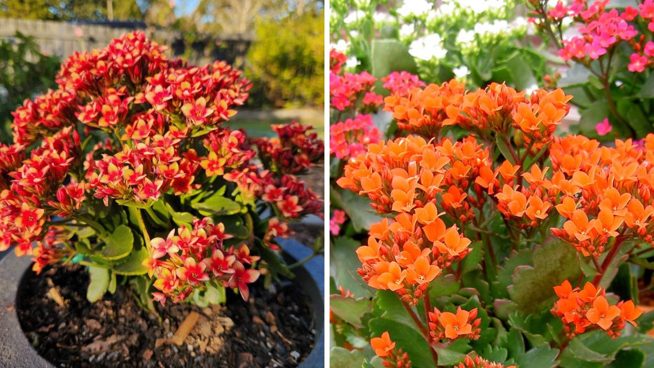 kalanchoe blossfeldiana