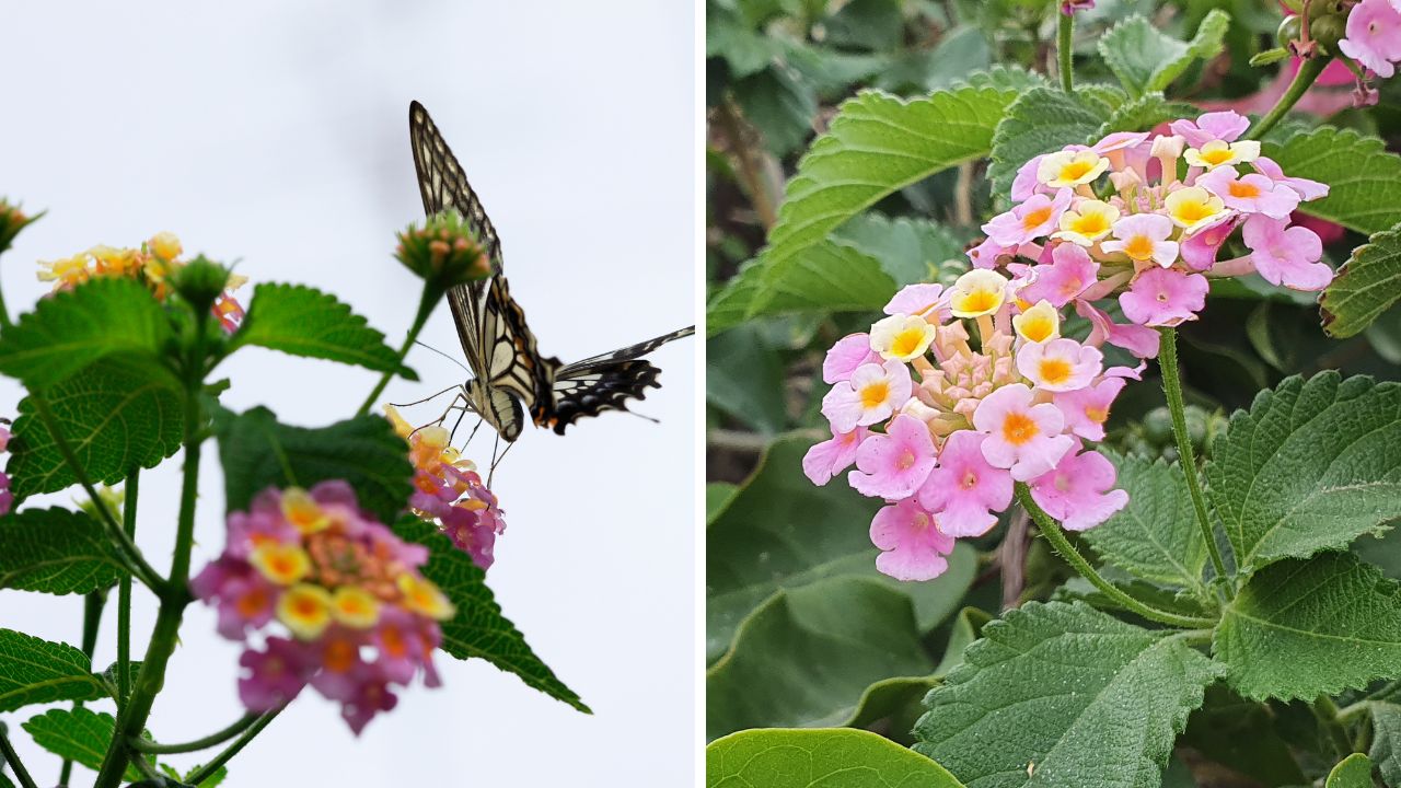 lantana atrai polinizadores