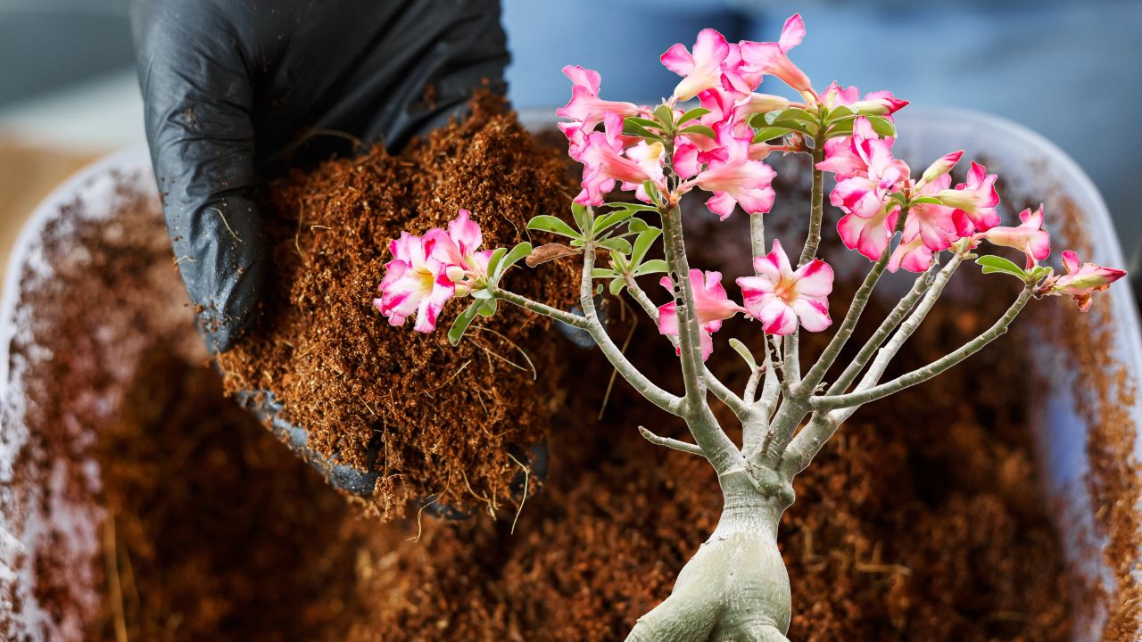 mistura caseira para rosa do deserto florir