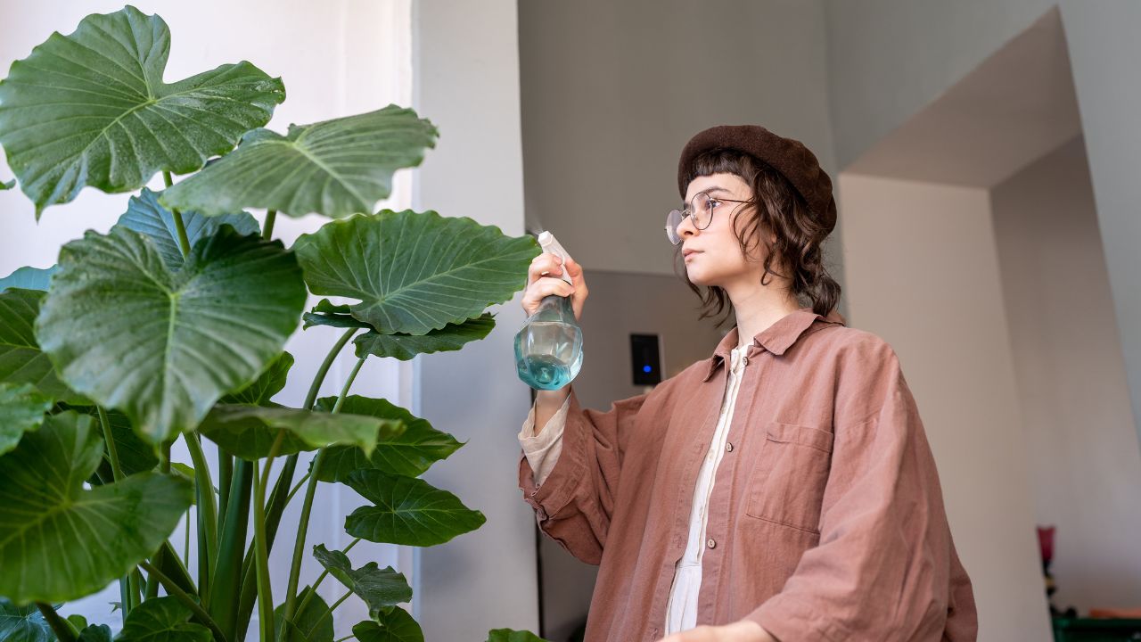 mulher molhando folhas da planta orelha de elefante