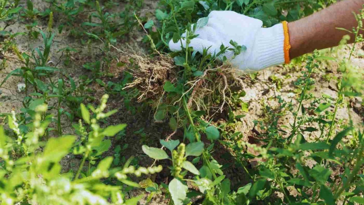 pessoa arrancando plantas invasoras