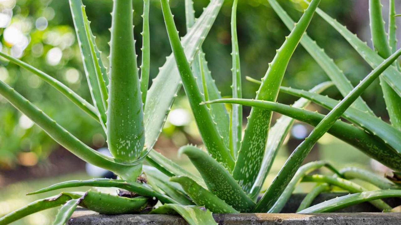 planta aloe vera