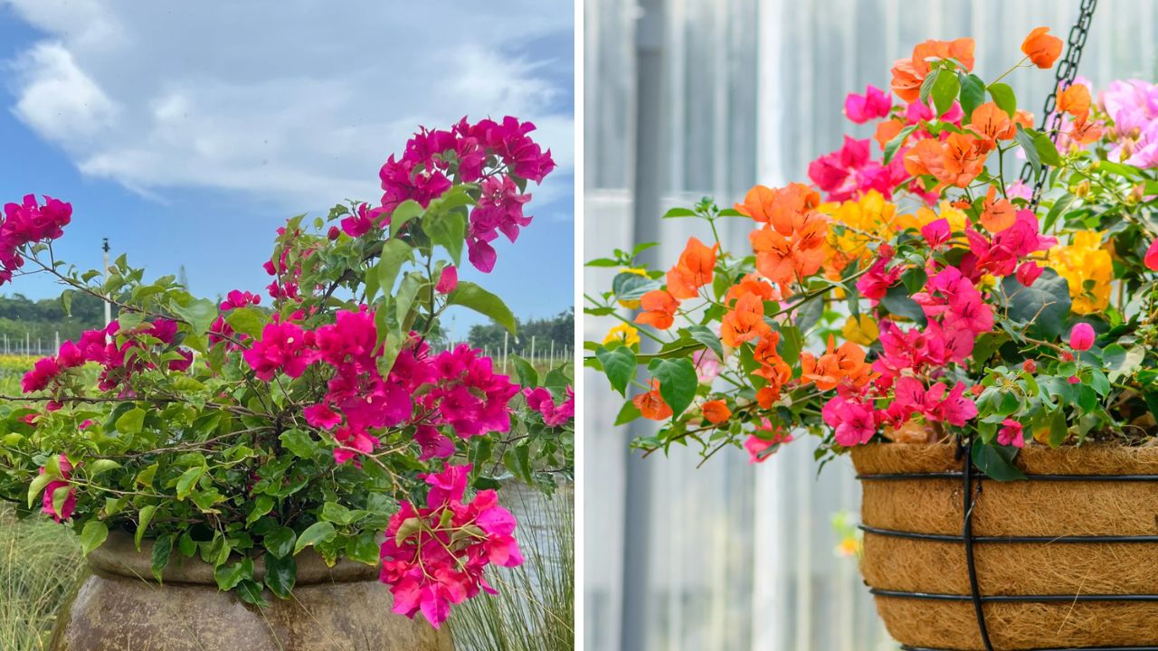 planta bougainvillea