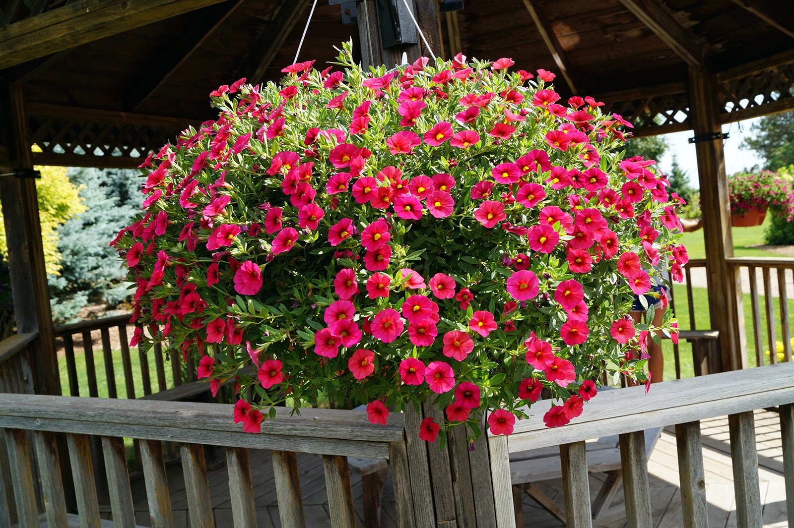 planta calibrachoa em vaso pendente