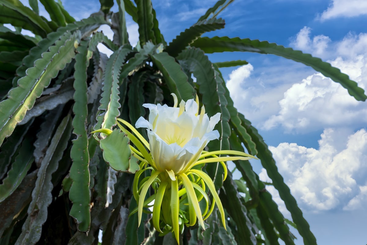 planta dama da noite