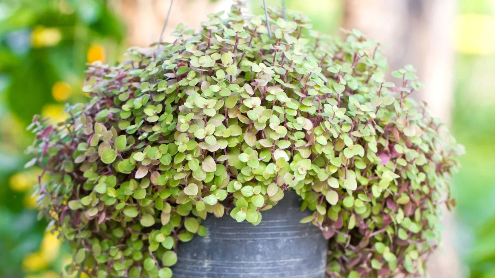 planta dinheiro em penca