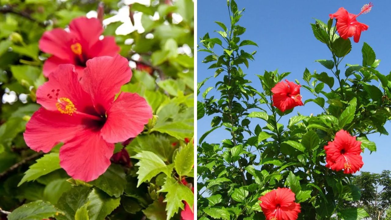 planta hibisco