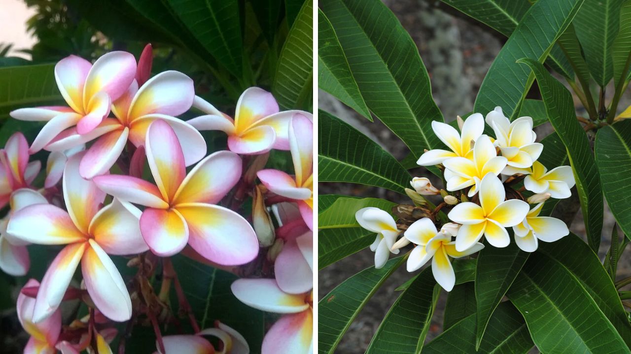 planta jasmim-manga (Plumeria)