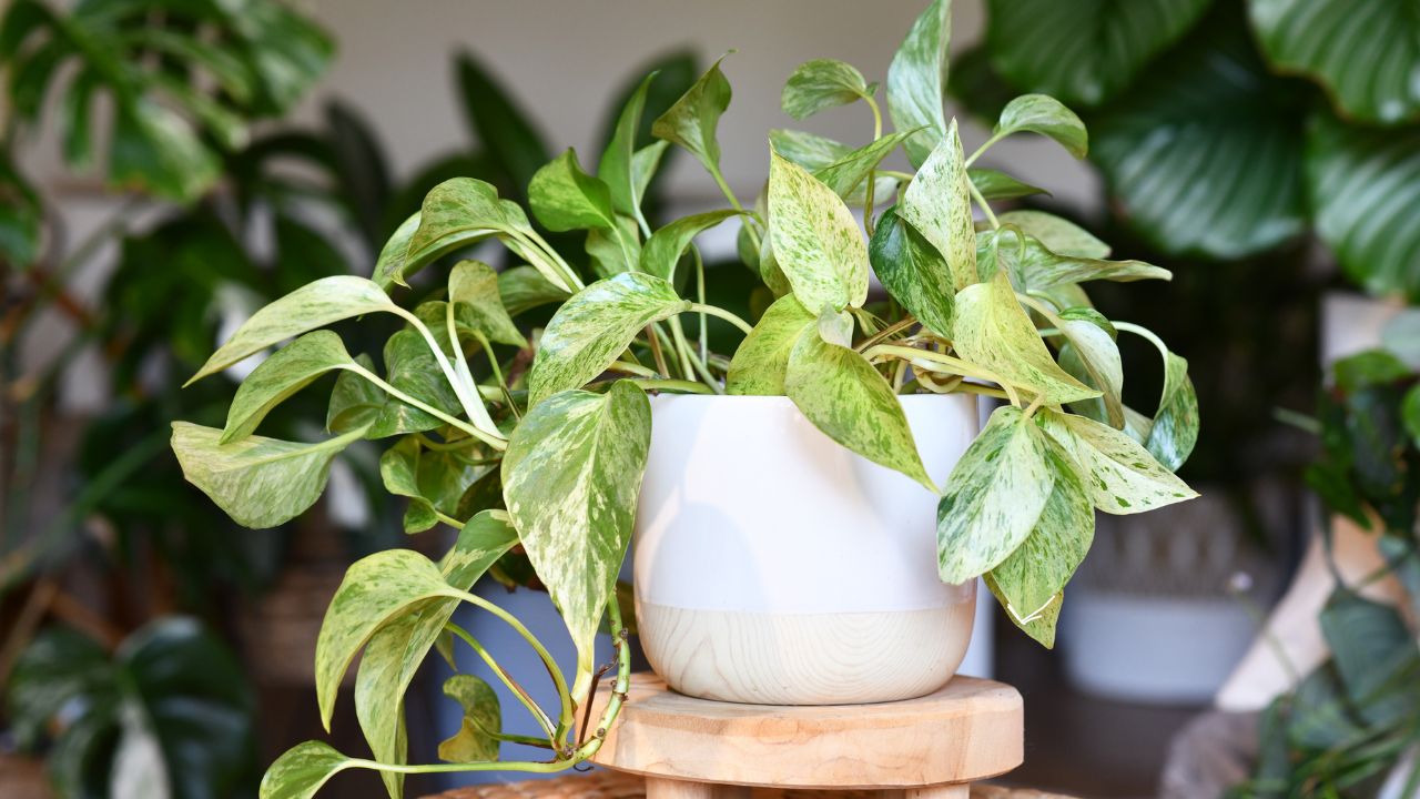 planta jiboia em vaso branco